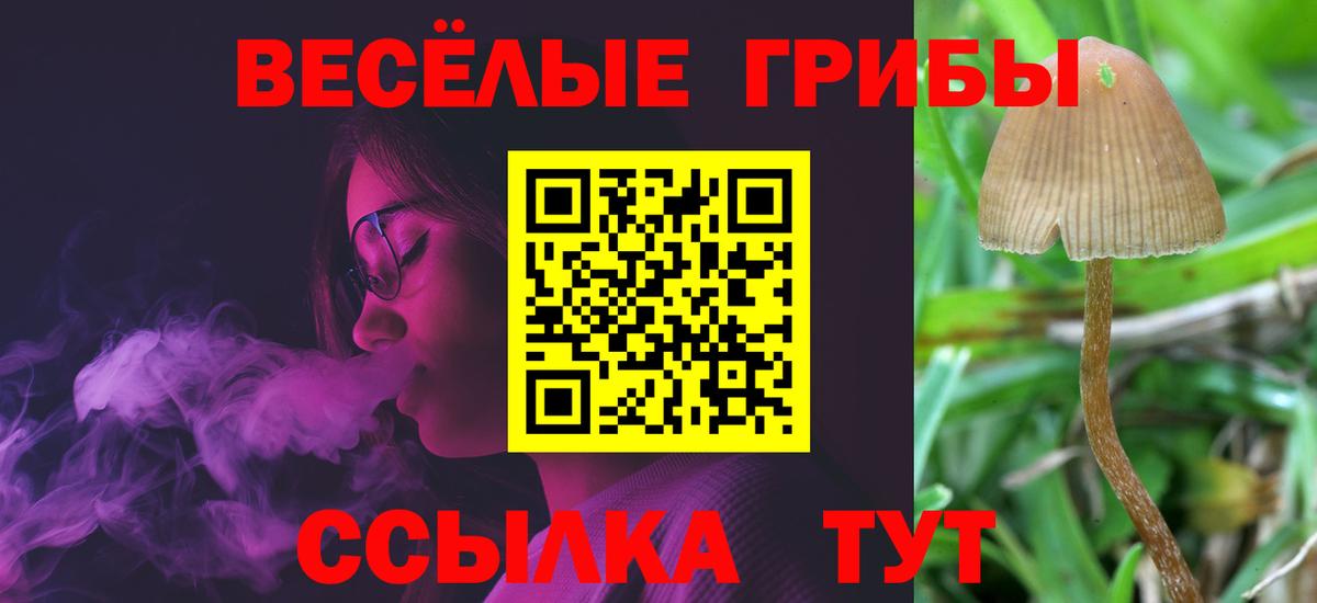 Псилоцибиновые грибы Psilocybine cubensis Шебекино